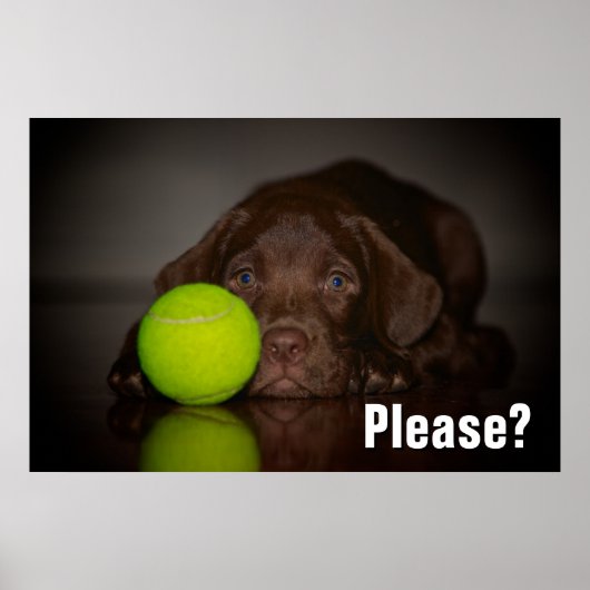 chocolade labrador puppy met tennisbal poster (Voorkant)