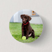 chocolade labrador puppy met tennisbal ronde button 3,2 cm (Voorkant)