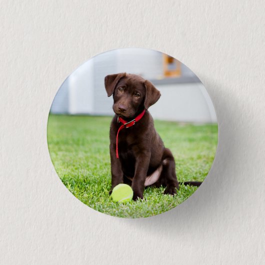 chocolade labrador puppy met tennisbal ronde button 3,2 cm (Voorkant)