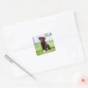 chocolade labrador puppy met tennisbal vierkante sticker
