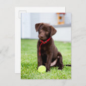 Chocolade Labrador Puppy met tennisband Briefkaart (Voorkant / Achterkant)