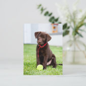 Chocolade Labrador Puppy met tennisband Briefkaart (Staand voorkant)