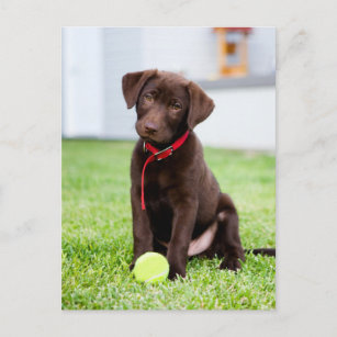 Chocolade Labrador Puppy met tennisband Briefkaart