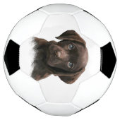 Chocolade Labrador Puppy Voetbal (Gedraaid)