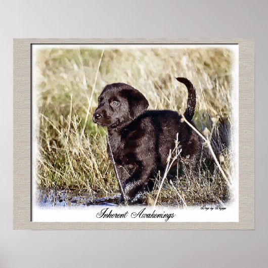 Chocolade Labrador Retriever Art Print (Voorkant)