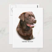 Chocolade Labrador Retriever Briefkaart (Voorkant / Achterkant)