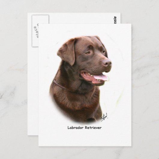 Chocolade Labrador Retriever Briefkaart (Voorkant / Achterkant)