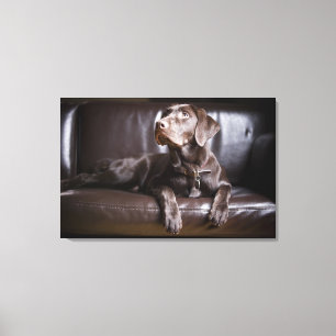 Chocolade Labrador Retriever Canvas Afdruk