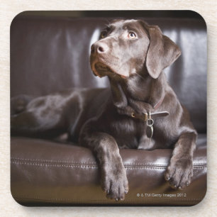 Chocolade Labrador Retriever Onderzetter