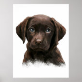 Chocolade Labrador Retriever Poster (Voorkant)