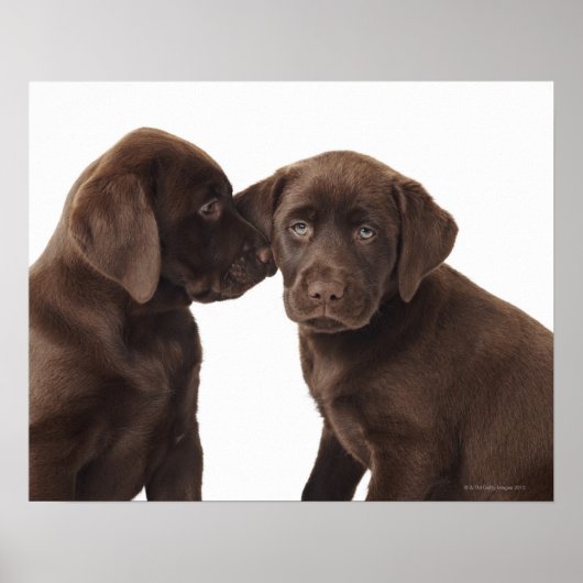 Chocolade Labrador Retriever Puppies Poster (Voorkant)
