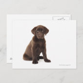 Chocolade Labrador Retriever Puppy Briefkaart (Voorkant / Achterkant)