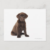 Chocolade Labrador Retriever Puppy Briefkaart (Voorkant)