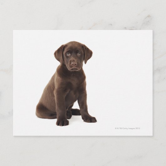 Chocolade Labrador Retriever Puppy Briefkaart (Voorkant)