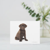 Chocolade Labrador Retriever Puppy Briefkaart (Staand voorkant)