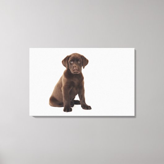 Chocolade Labrador Retriever Puppy Canvas Afdruk (Voorkant)
