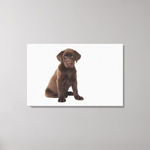 Chocolade Labrador Retriever Puppy Canvas Afdruk