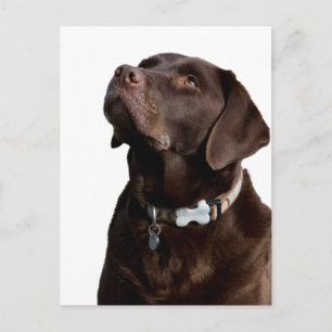 Chocolade Labrador Retriever Puppy Hond Postkaart