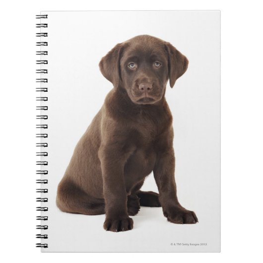 Chocolade Labrador Retriever Puppy Notitieboek (Voorkant)