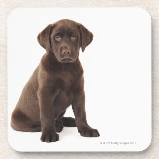 Chocolade Labrador Retriever Puppy Onderzetter (Voorkant)