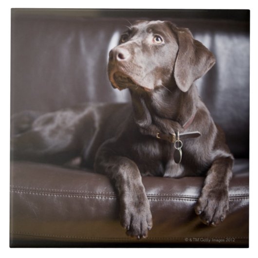 Chocolade Labrador Retriever Tegeltje (Voorkant)