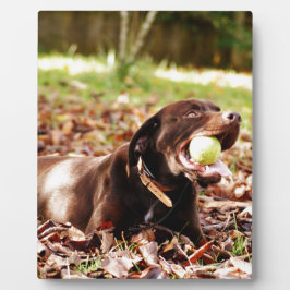 Chocolade Labrador Speelt Met Bal Fotoplaat