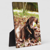Chocolade Labrador Speelt Met Bal Fotoplaat (Zijkant)