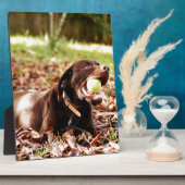 Chocolade Labrador Speelt Met Bal Fotoplaat (Zijkant)