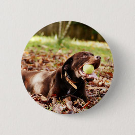 Chocolade Labrador Speelt Met Bal Ronde Button 5,7 Cm