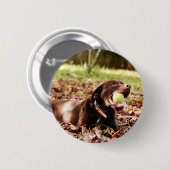 Chocolade Labrador Speelt Met Bal Ronde Button 5,7 Cm (Voorkant /achterkant)