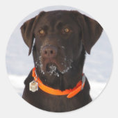 Chocolade Labrador Sticker (Voorkant)