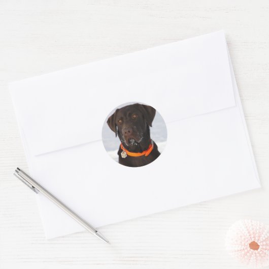 Chocolade Labrador Sticker (Envelop)
