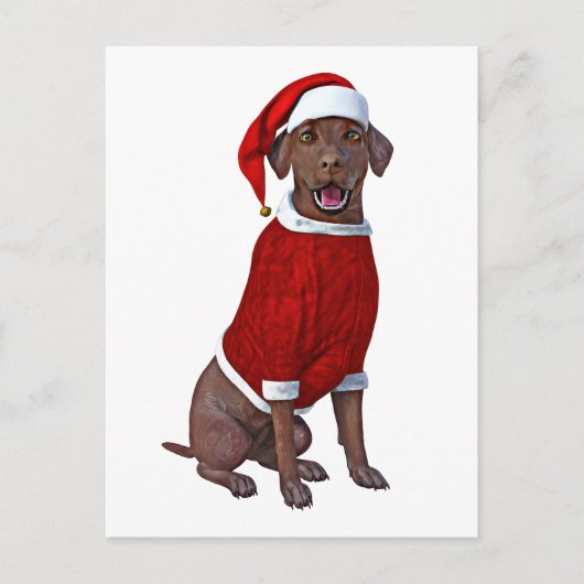 Chocolade Labrador Tijd voor Kerstmis Briefkaart (Voorkant)