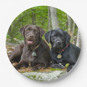 Chocolade Labrador van het Laboratorium van het Papieren Bordje
