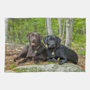 Chocolade Labrador van het Laboratorium van het Theedoek