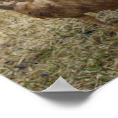 Chocolade Muscovy Duck Poster (Hoek)