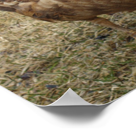 Chocolade Muscovy Duck Poster (Hoek)