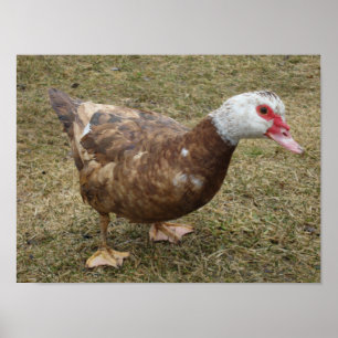 Chocolade Muscovy Duck Poster