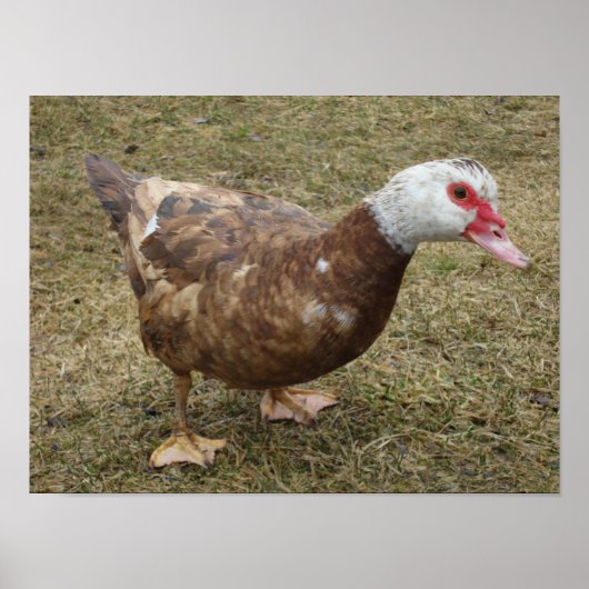 Chocolade Muscovy Duck Poster (Voorkant)
