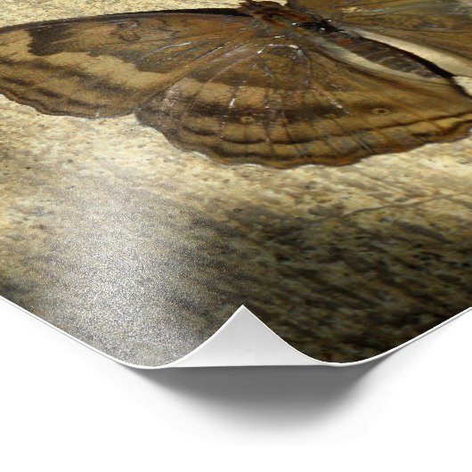 Chocolade Pansy Butterfly Foto Afdruk (Hoek)