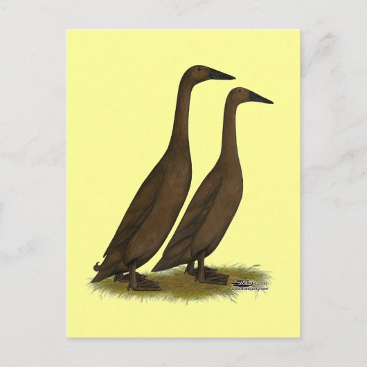 Chocolade Runner Ducks Briefkaart (Voorkant)