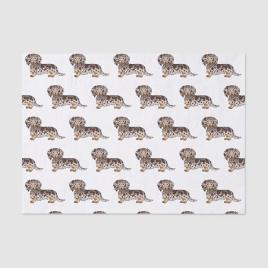 Chocolade & Tan Dapple Long Hair Dachshund Pattern Tissuepapier (Voorkant)