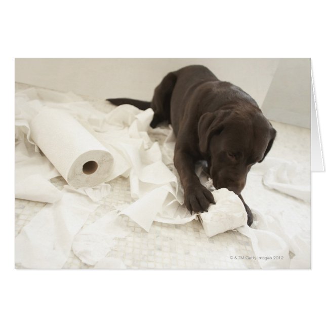 Chocoladebruine labrador. (Voorkant Horizontaal)