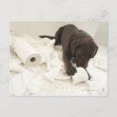 Chocoladebruine labrador. briefkaart (Voorkant)