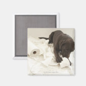 Chocoladebruine labrador. magneet (Voorkant / Achterkant)