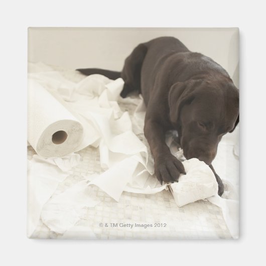 Chocoladebruine labrador. magneet (Voorkant)