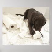 Chocoladebruine labrador. poster (Voorkant)