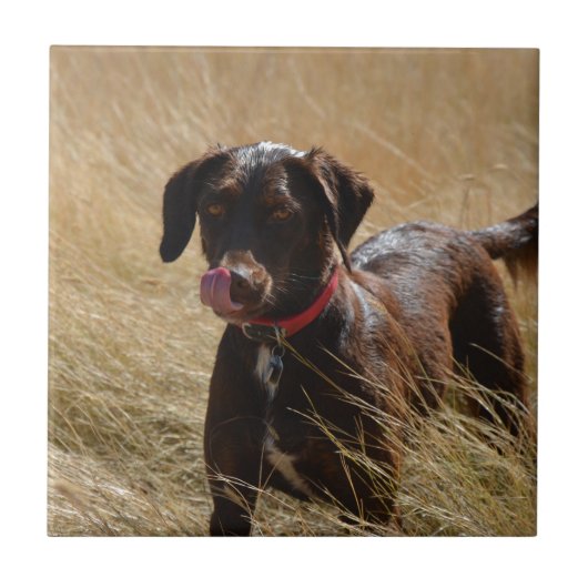 Chocoladebruine Labrador Retriever Tegeltje (Voorkant)