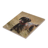 Chocoladebruine Labrador Retriever Tegeltje (Zijkant)
