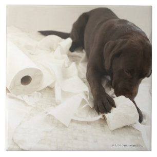 Chocoladebruine labrador. tegeltje